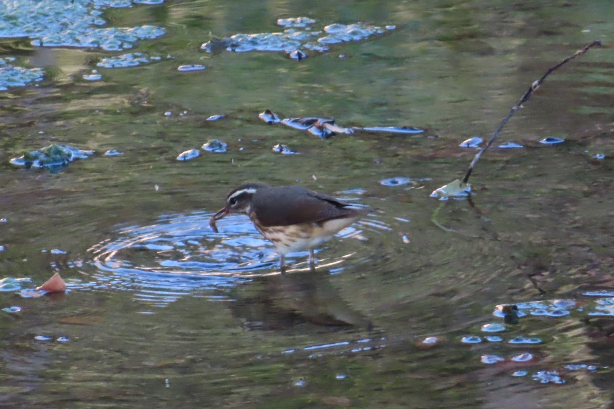 Louisiana Waterthrush - ML642001106