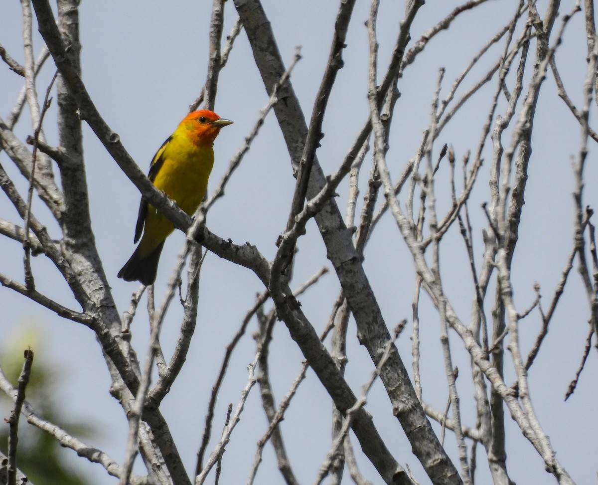 Western Tanager - ML642001107