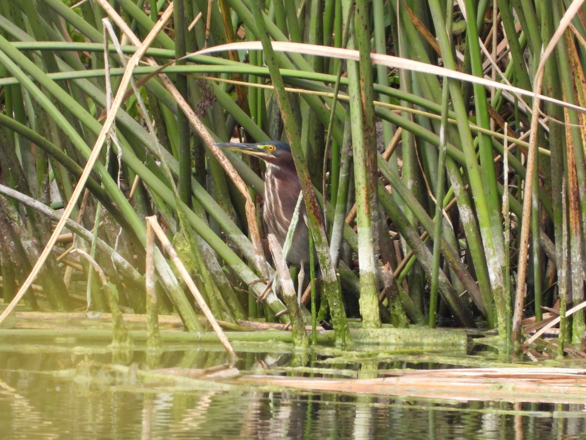Green Heron - ML642001108