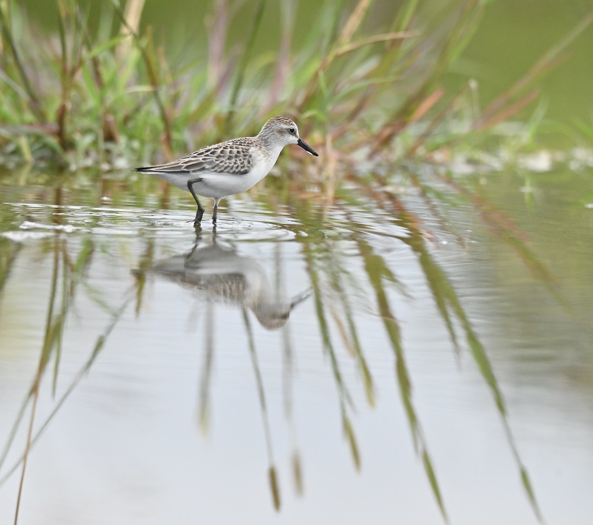 Semipalmated Sandpiper - ML642001109