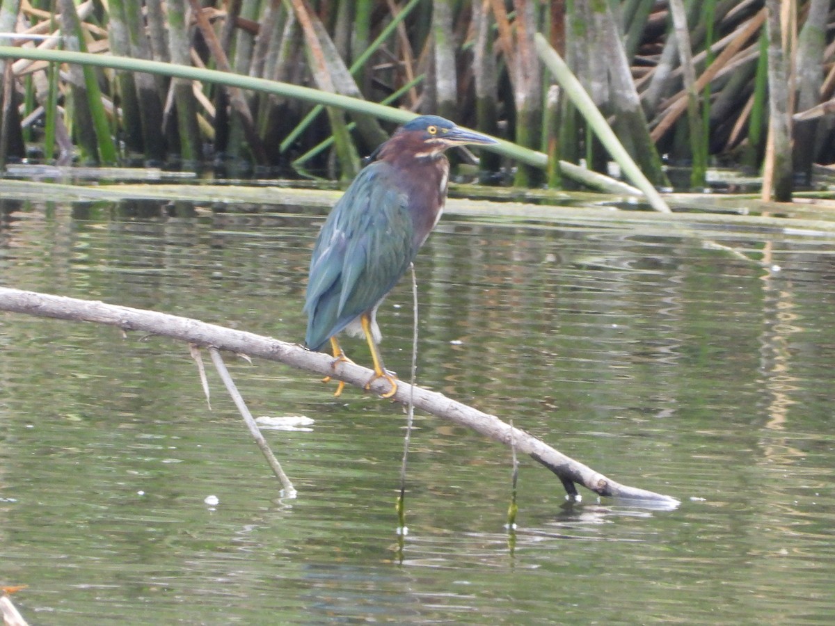 Green Heron - ML642001110