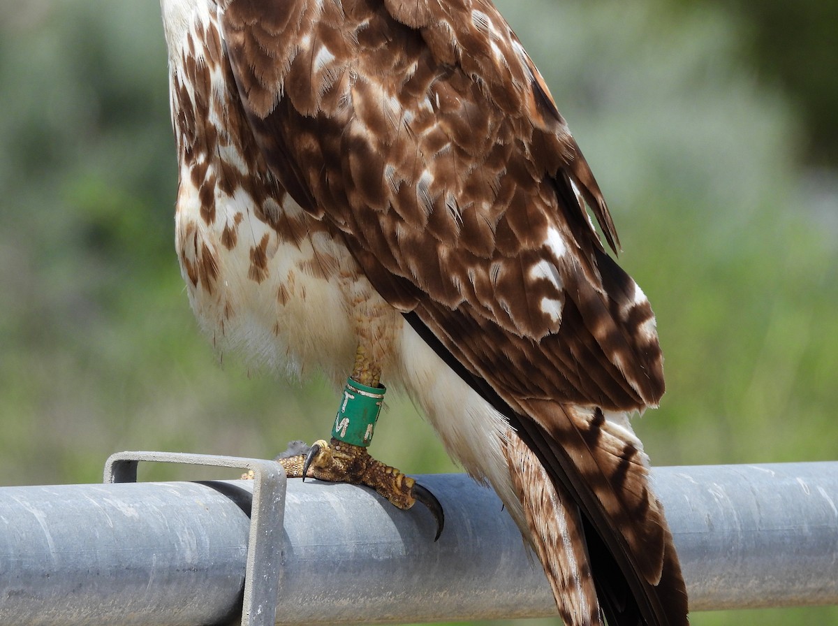 Red-tailed Hawk - ML642001116