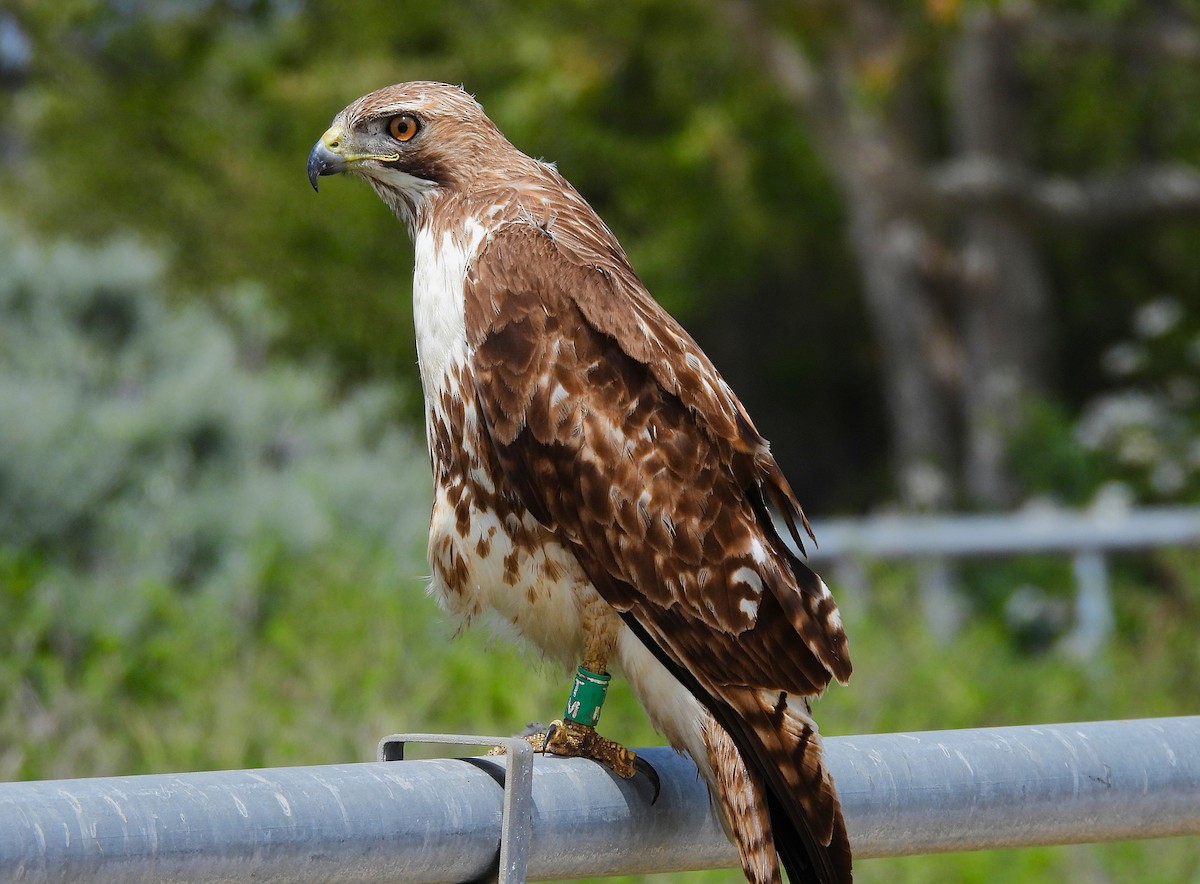 Red-tailed Hawk - ML642001117