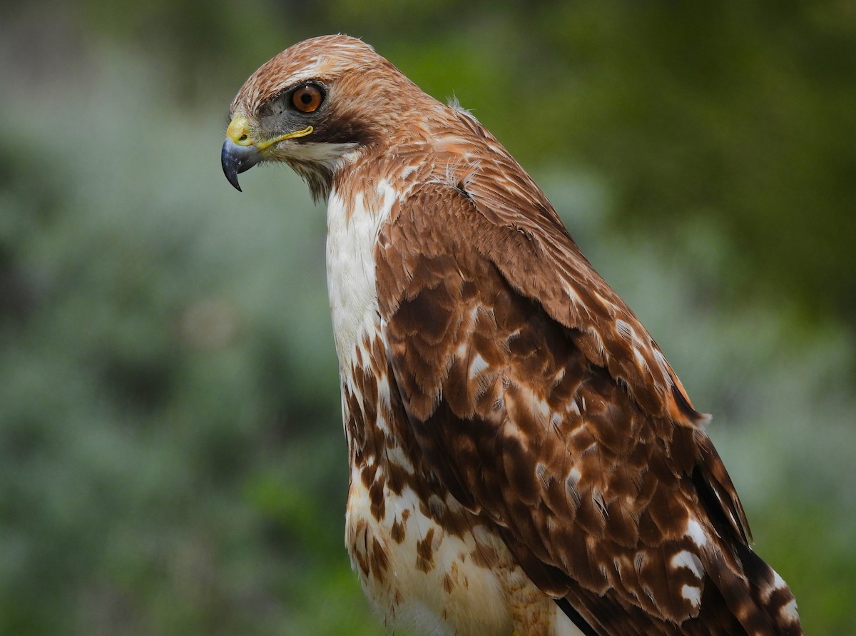 Red-tailed Hawk - ML642001118