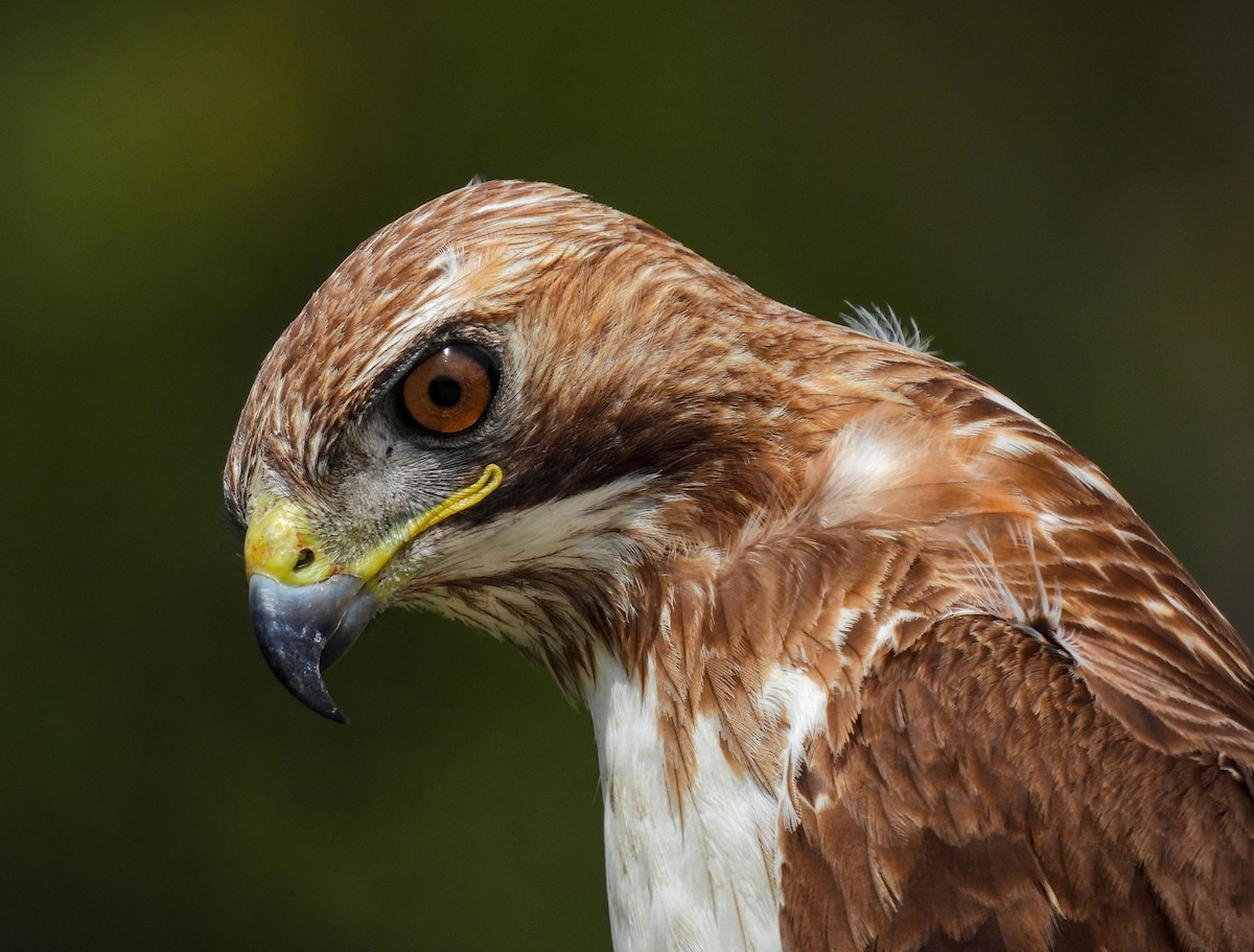 Red-tailed Hawk - ML642001119