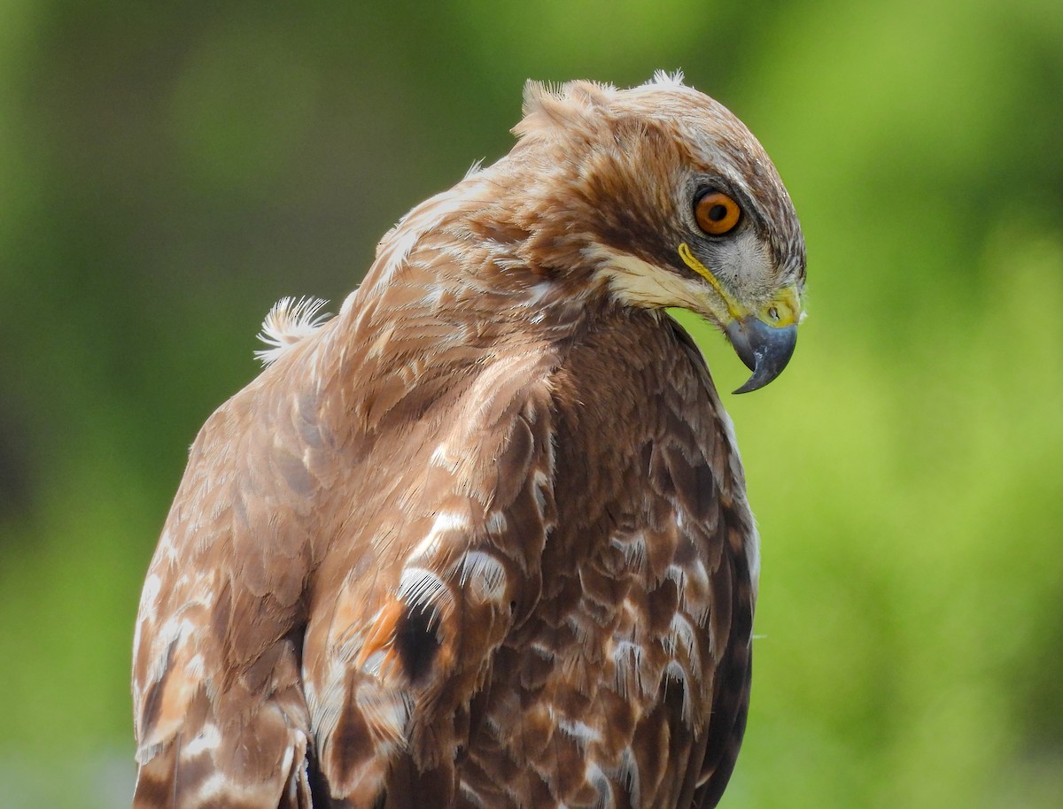 Red-tailed Hawk - ML642001120