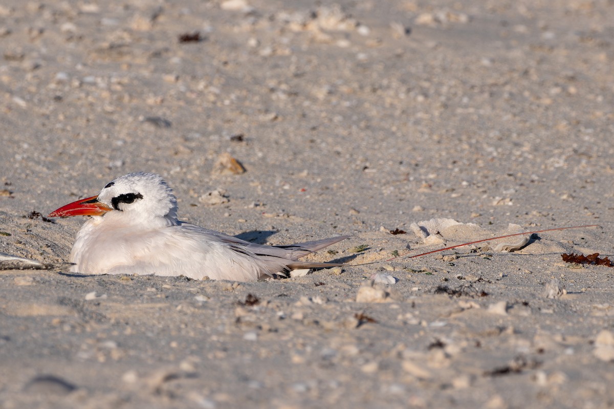 Red-tailed Tropicbird - ML642001122