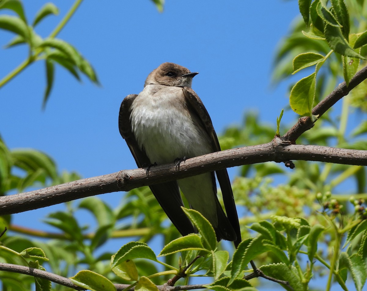 Northern Rough-winged Swallow - ML642001135