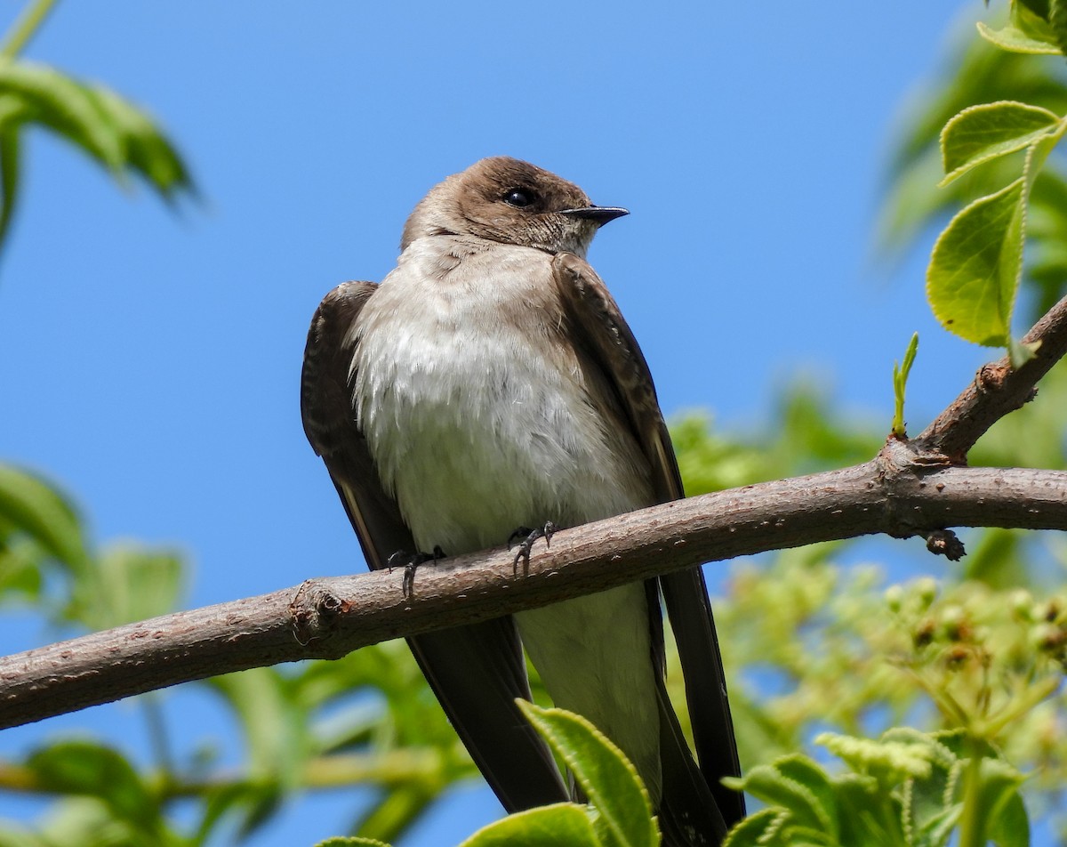 Northern Rough-winged Swallow - ML642001136