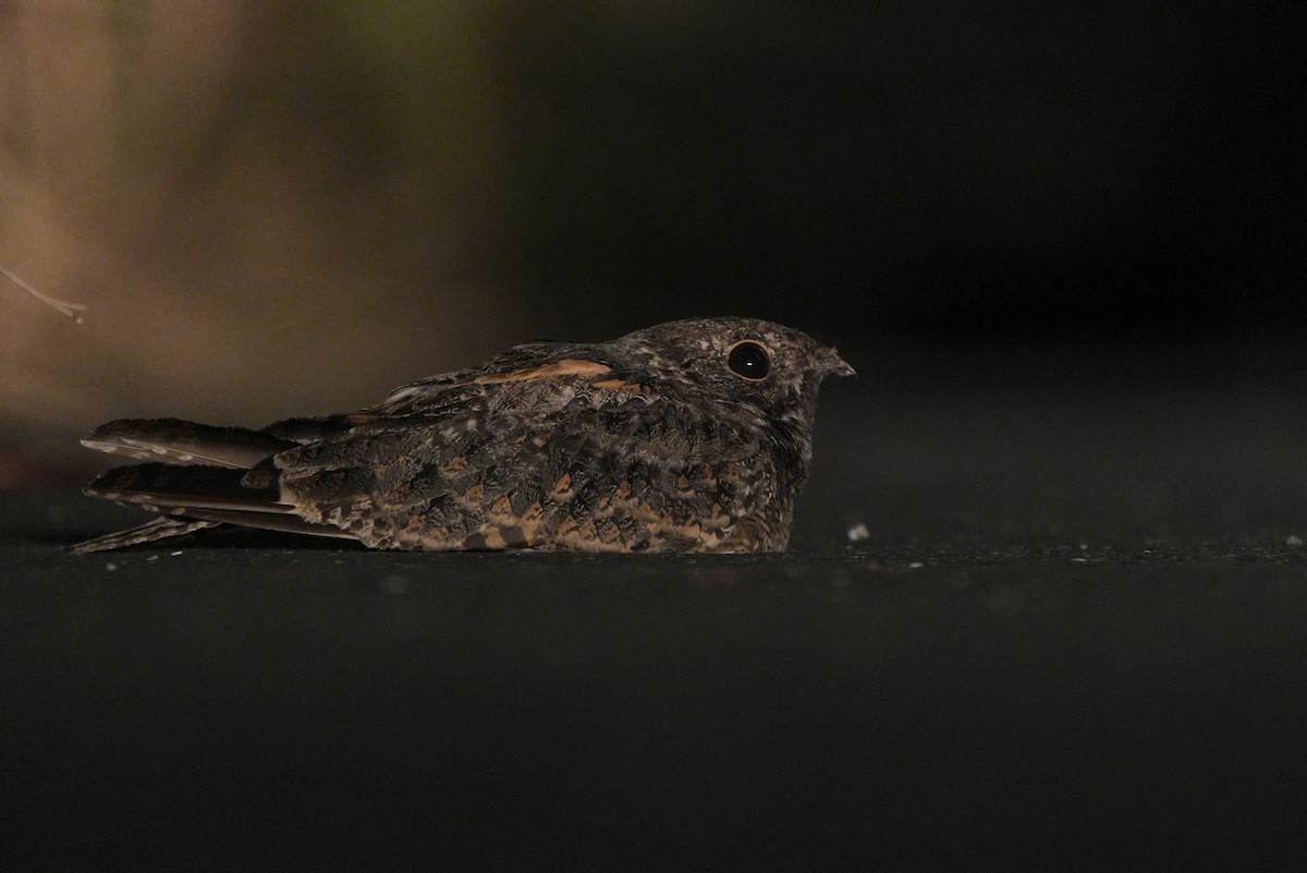 Savanna Nightjar - ML642001143