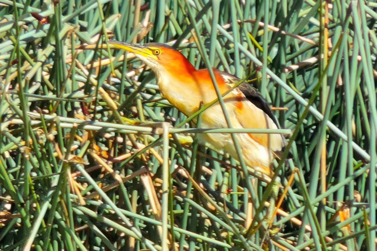 bukáček černohřbetý - ML642001182