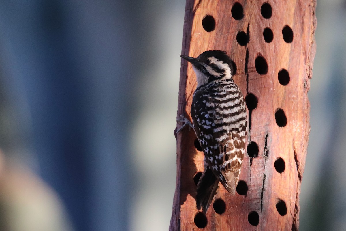 Ladder-backed Woodpecker - ML642001192