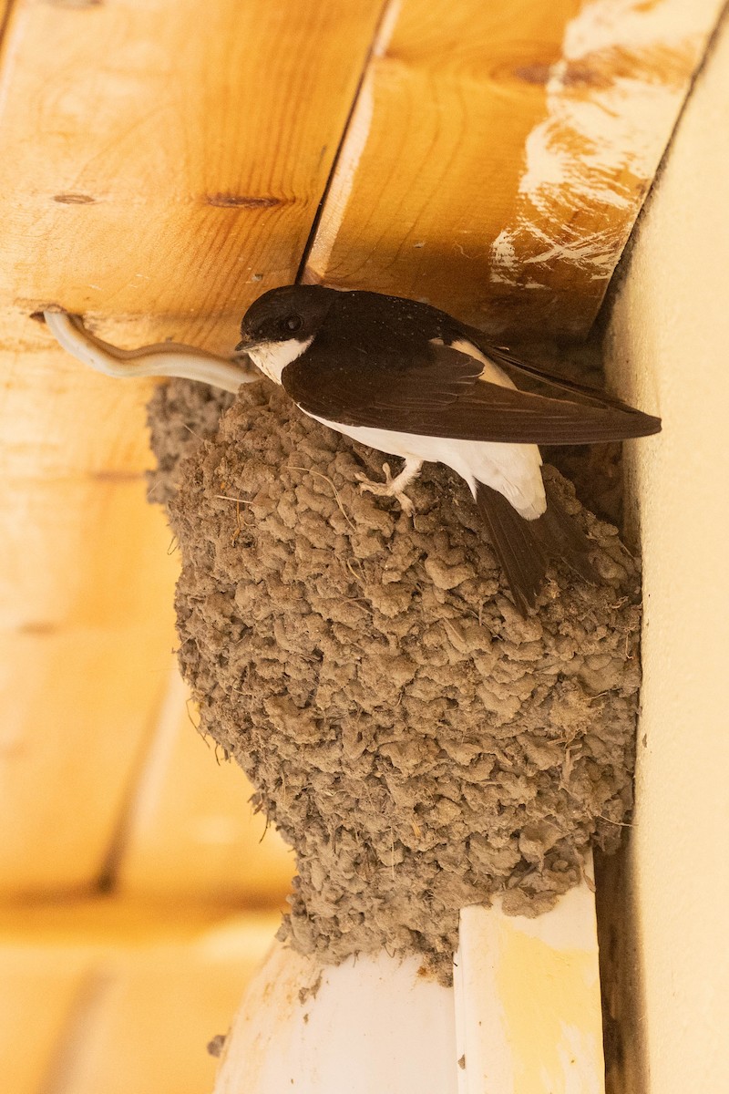 Siberian House-Martin - ML642001194