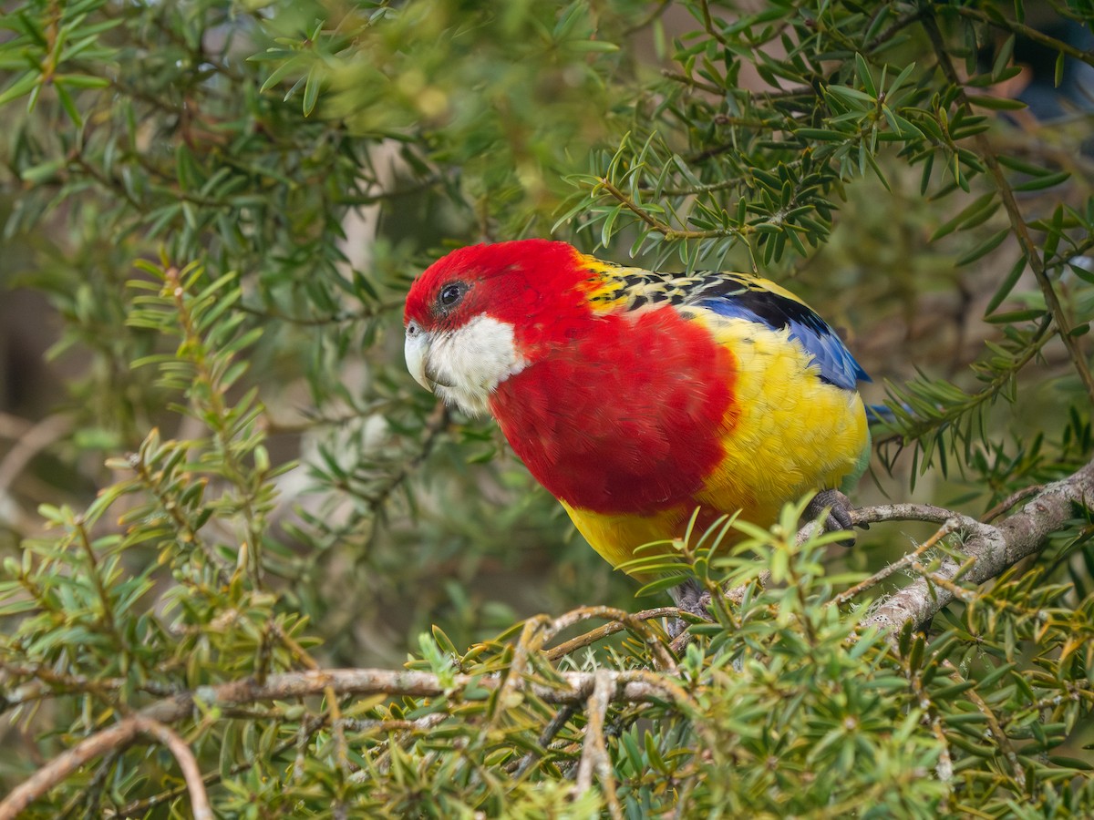 Eastern Rosella - ML642001195