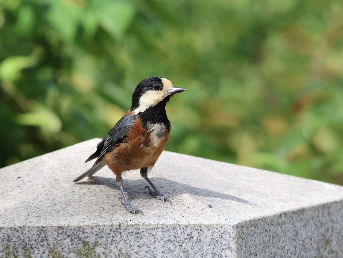 Varied Tit - ML642001205