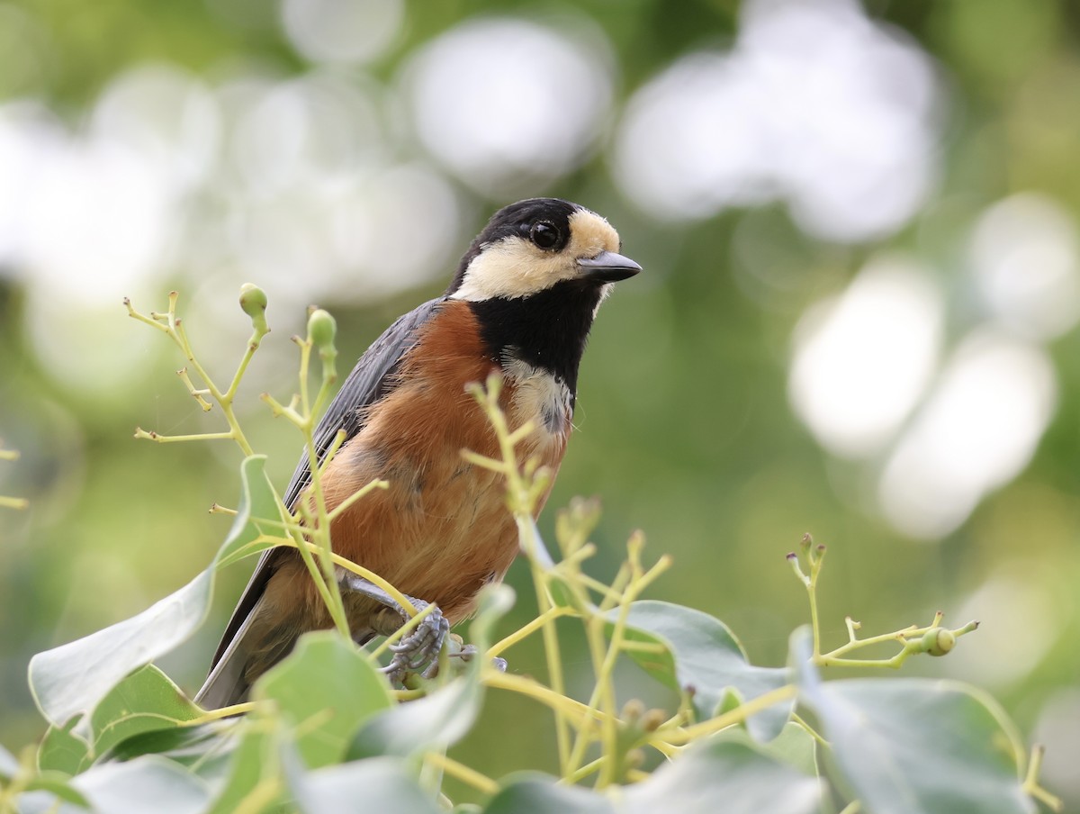 Varied Tit - ML642001206