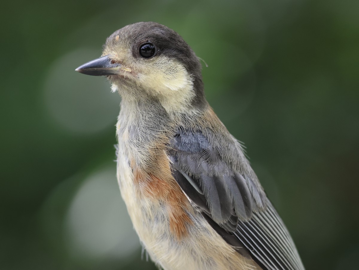 Varied Tit - ML642001208