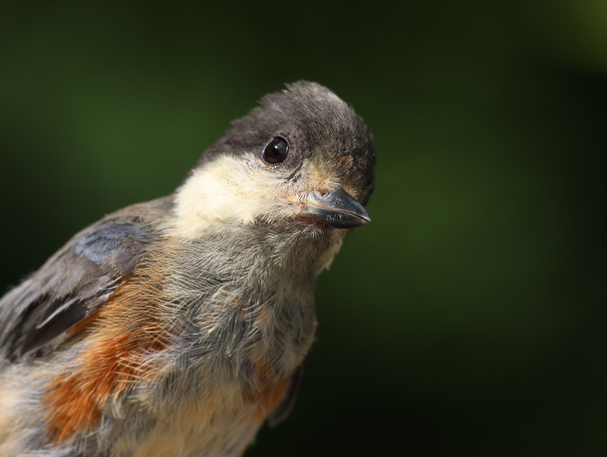 Varied Tit - ML642001209