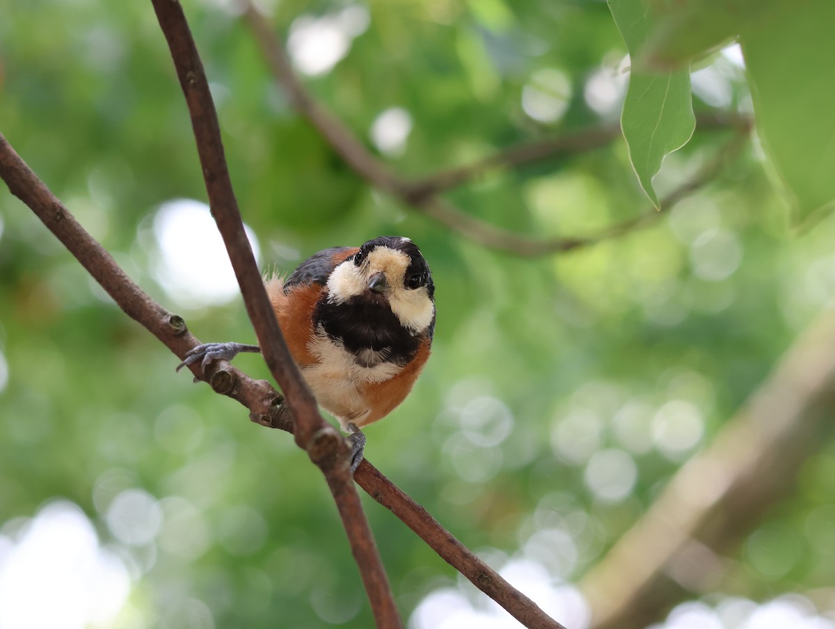 Varied Tit - ML642001210
