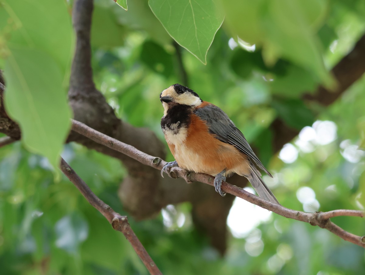 Varied Tit - ML642001211