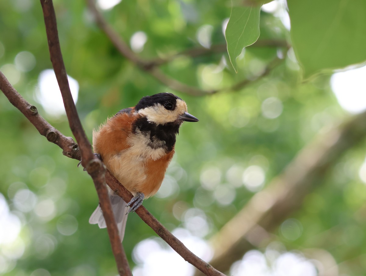 Varied Tit - ML642001212