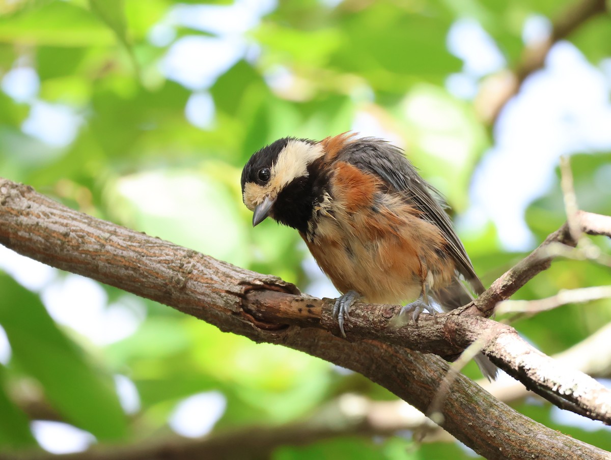 Varied Tit - ML642001213