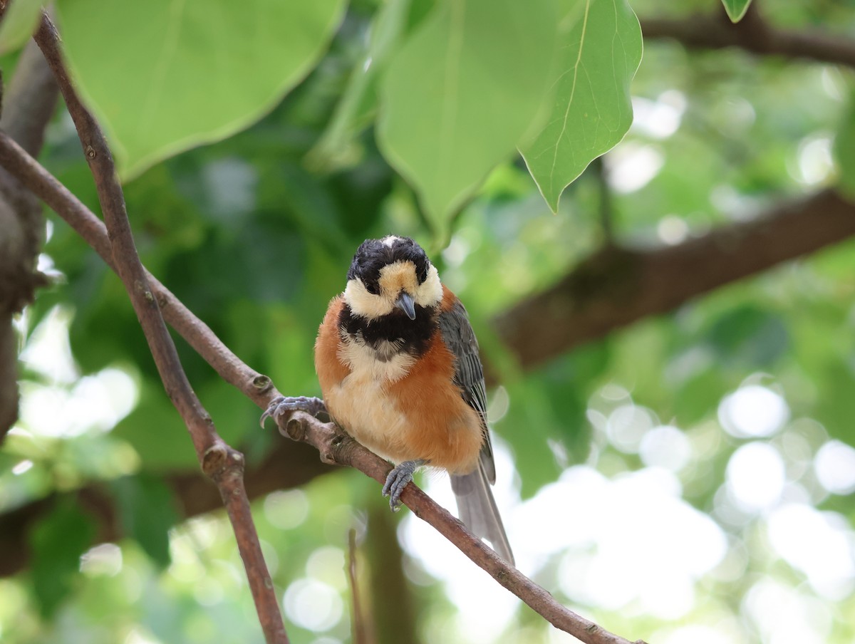 Varied Tit - ML642001214