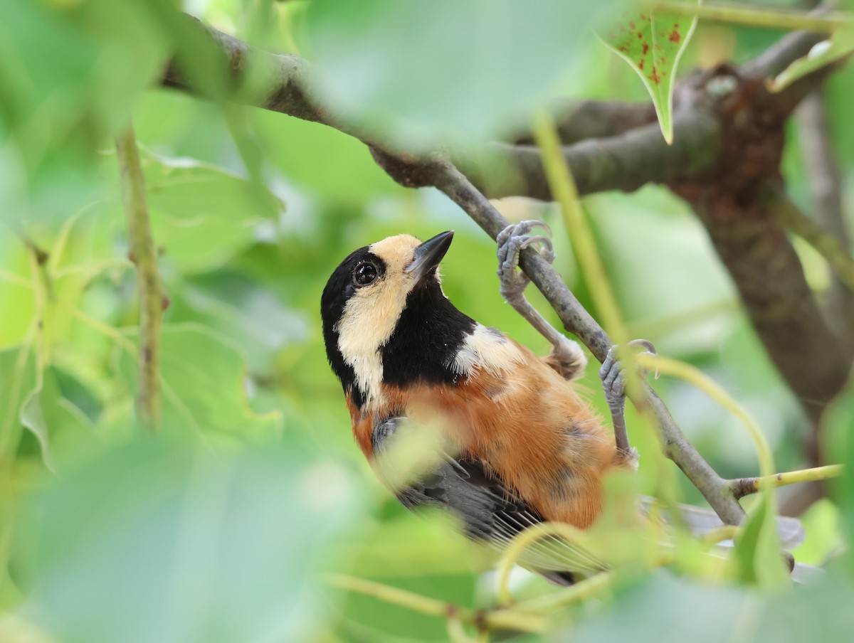 Varied Tit - ML642001215