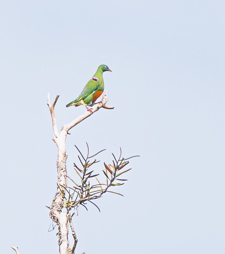 Orange-bellied Fruit-Dove - ML642001217