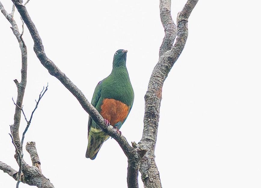 Orange-bellied Fruit-Dove - ML642001218