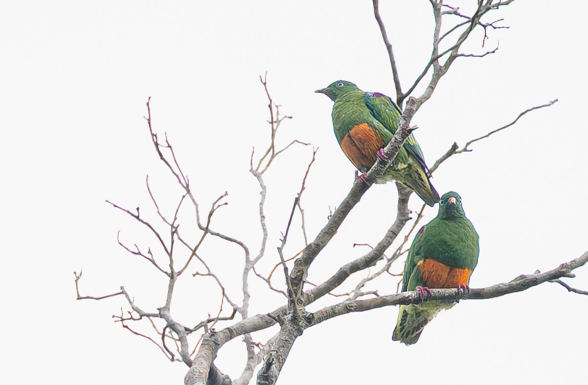 Orange-bellied Fruit-Dove - ML642001219