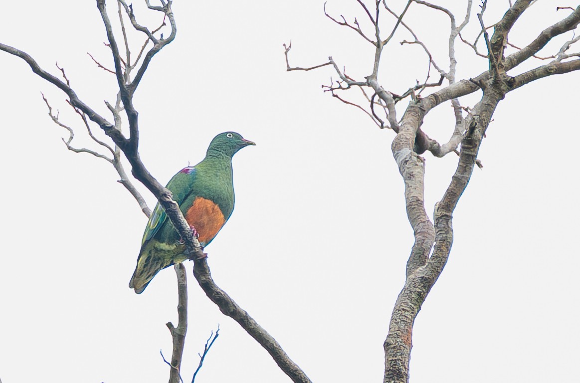 Orange-bellied Fruit-Dove - ML642001220