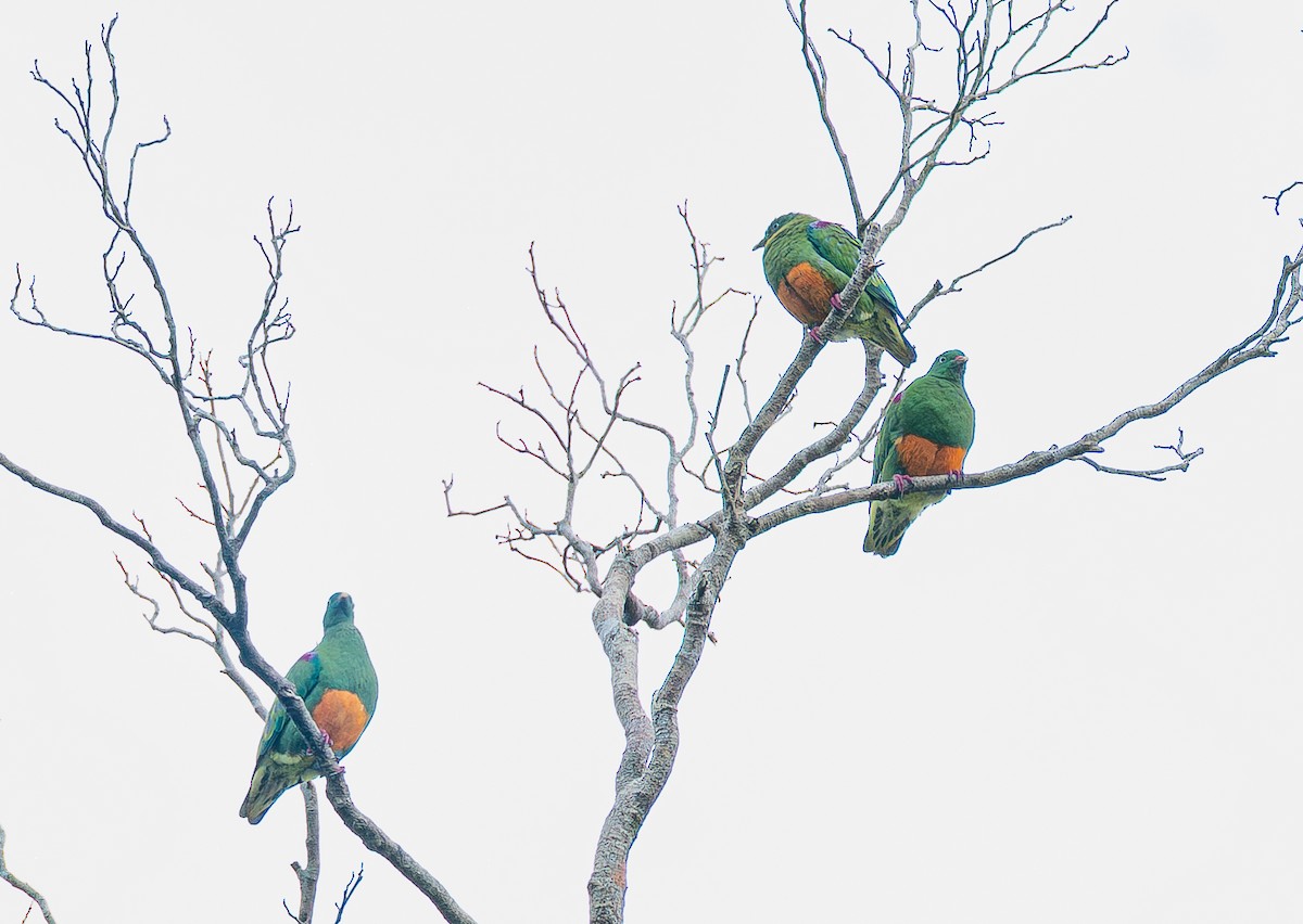 Orange-bellied Fruit-Dove - ML642001221