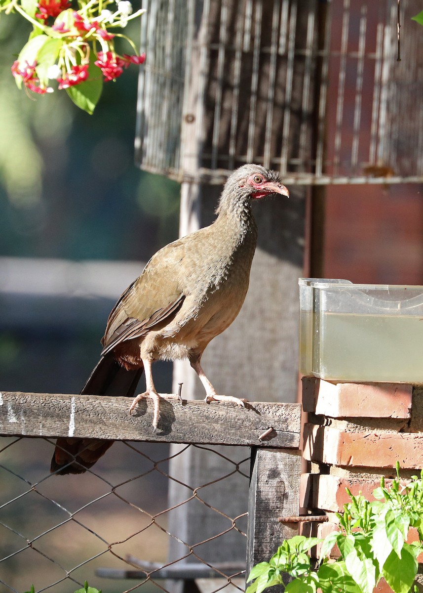 Chaco Chachalaca - ML642001227