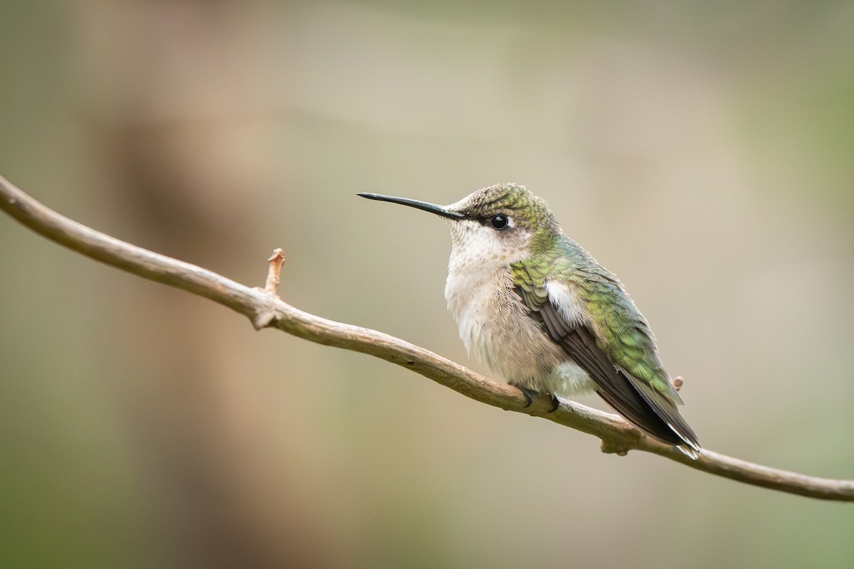 Ruby-throated Hummingbird - ML642001230