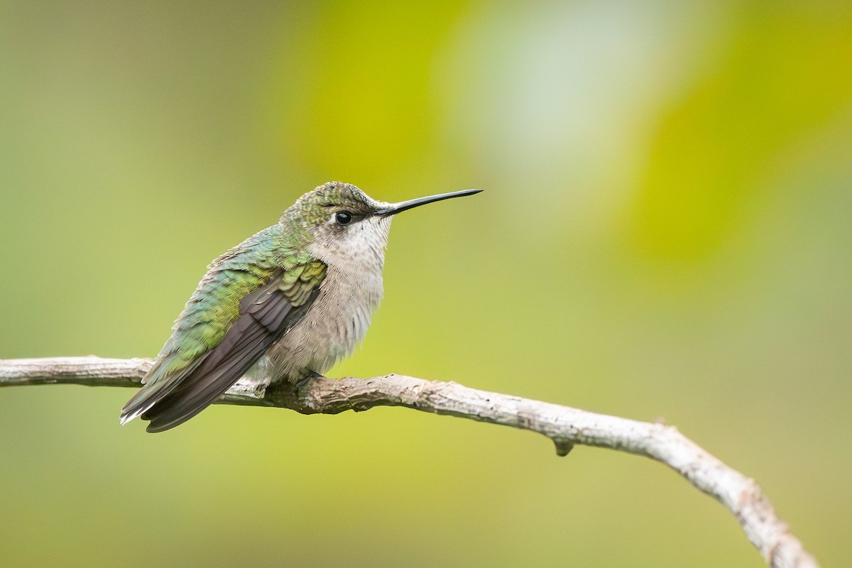 Ruby-throated Hummingbird - ML642001231