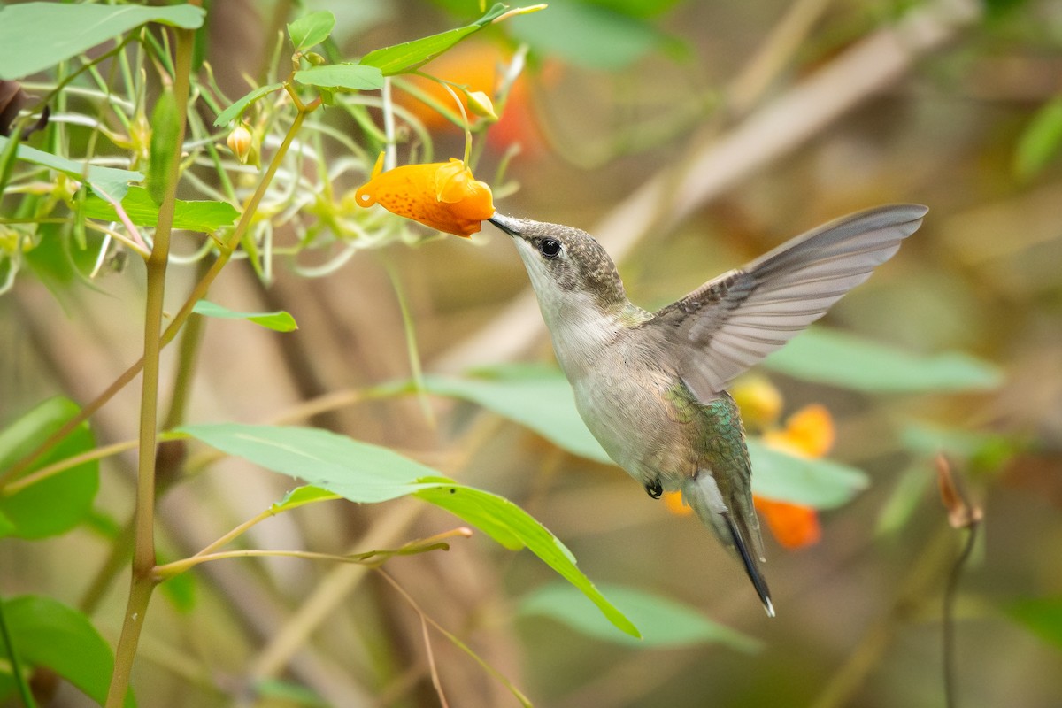 Ruby-throated Hummingbird - ML642001232