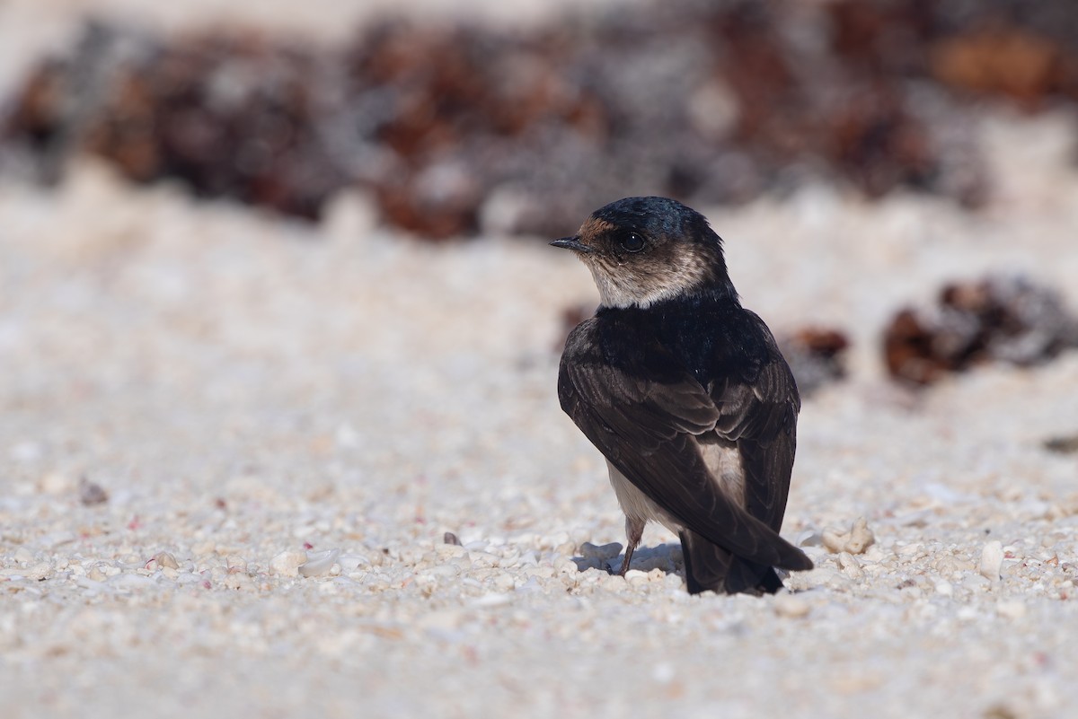 Tree Martin - ML642001241