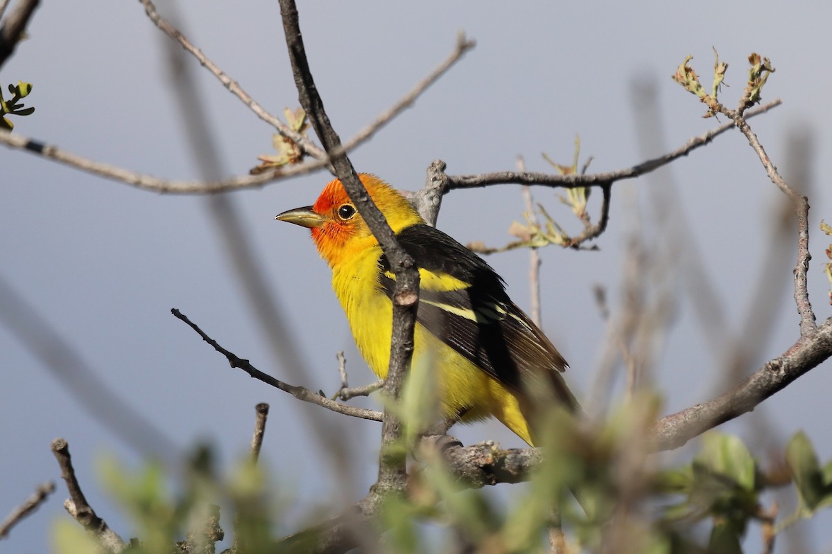 Western Tanager - ML642001245