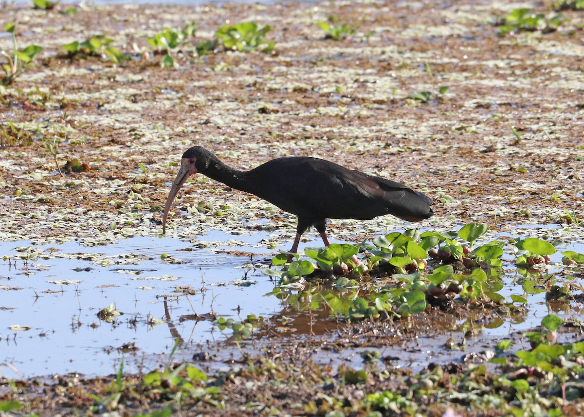 Ibis Afeitado - ML642001256
