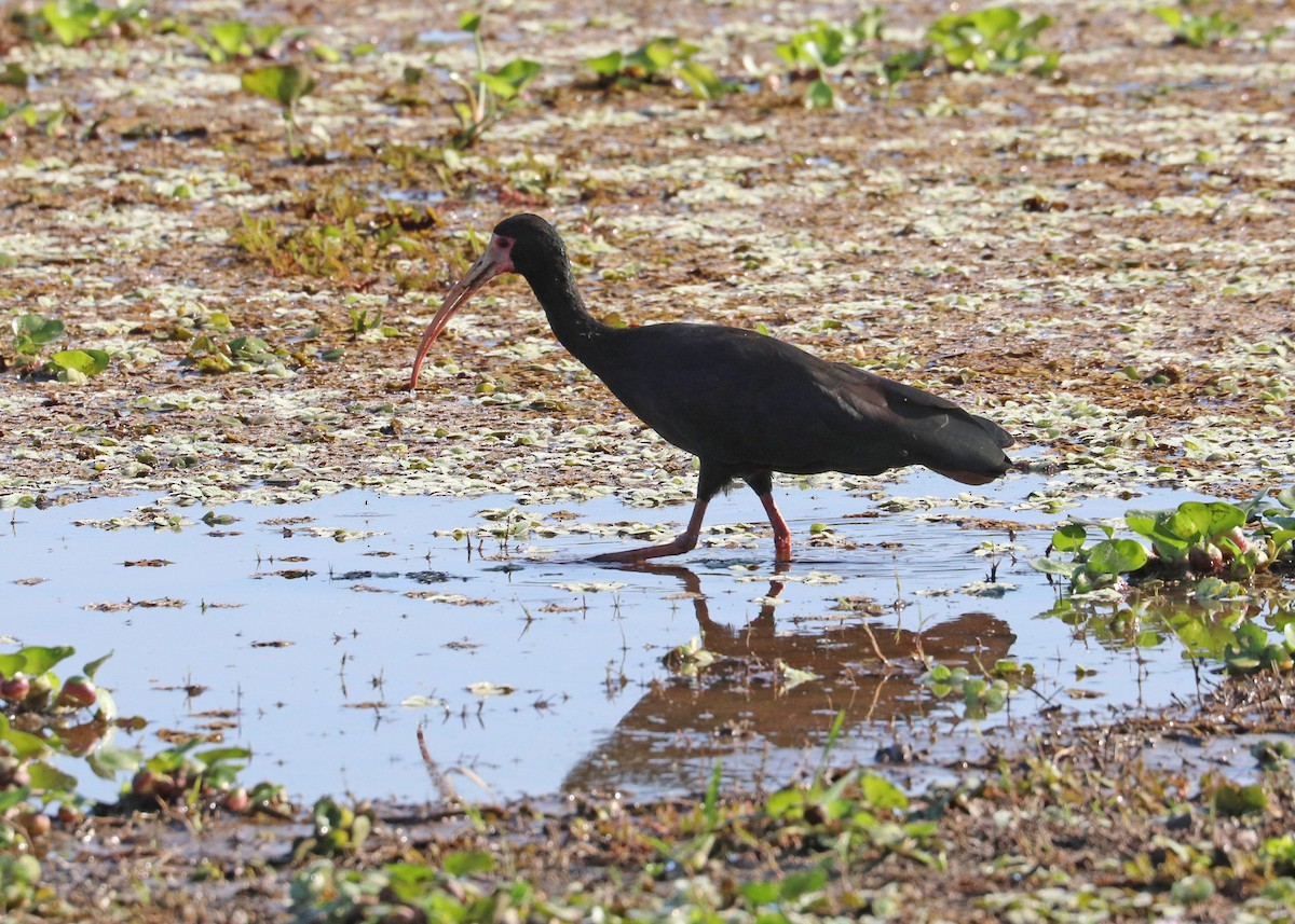 Ibis Afeitado - ML642001257