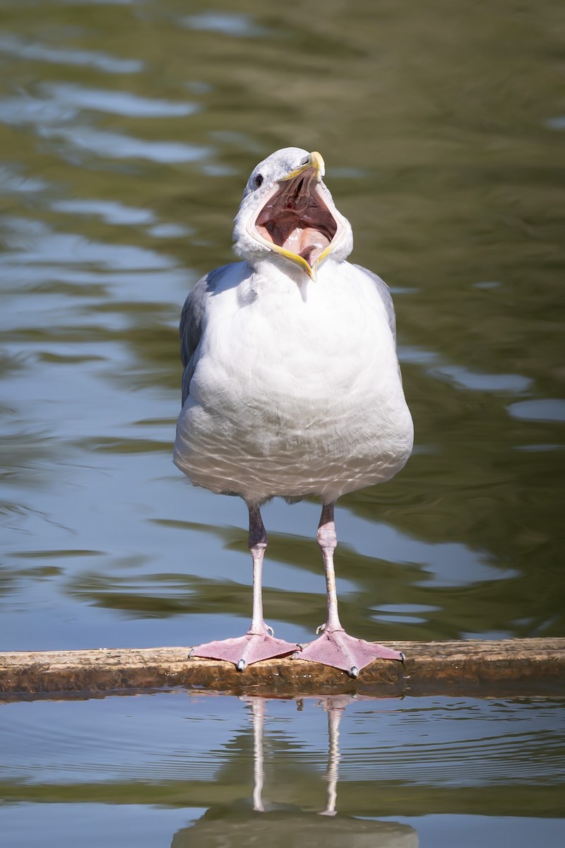 Glaucous-winged Gull - ML642001258