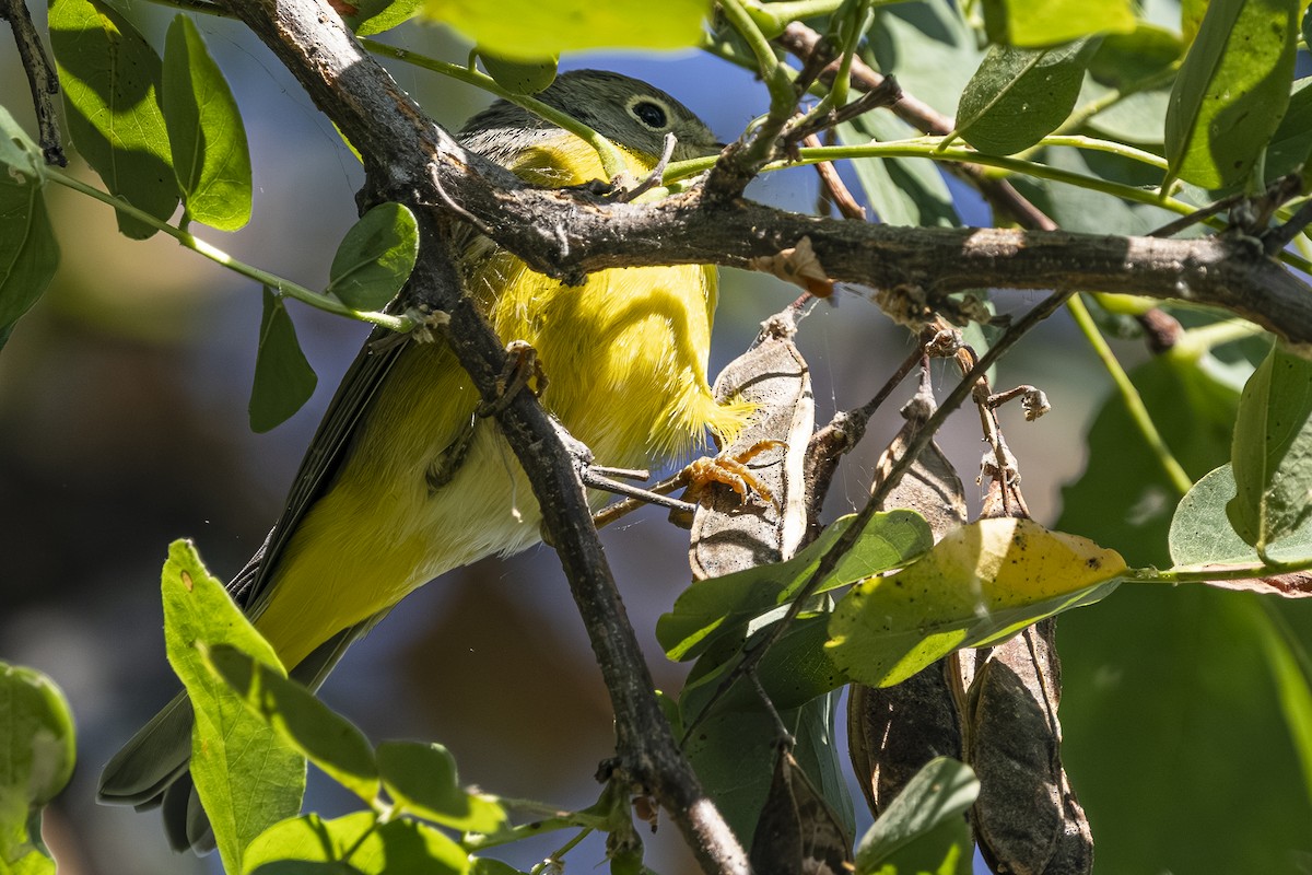 Nashville Warbler - ML642001270