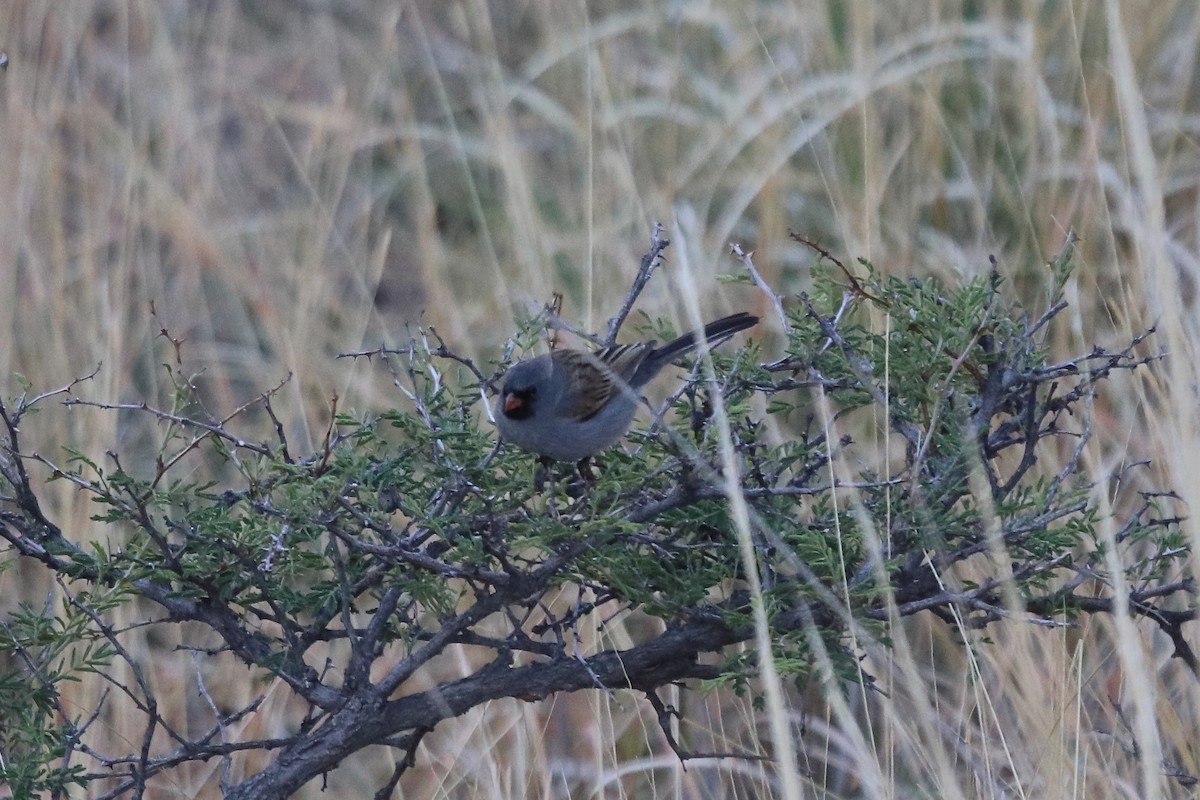 Black-chinned Sparrow - ML642001271
