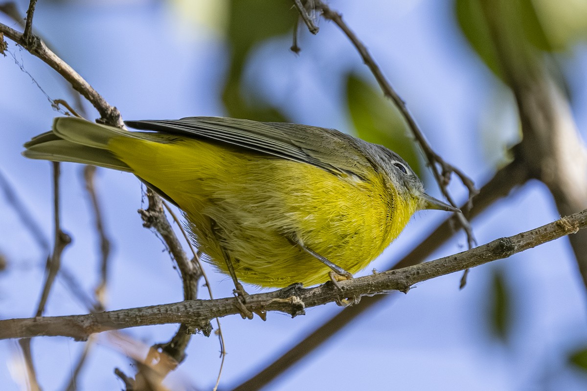 Nashville Warbler - ML642001272