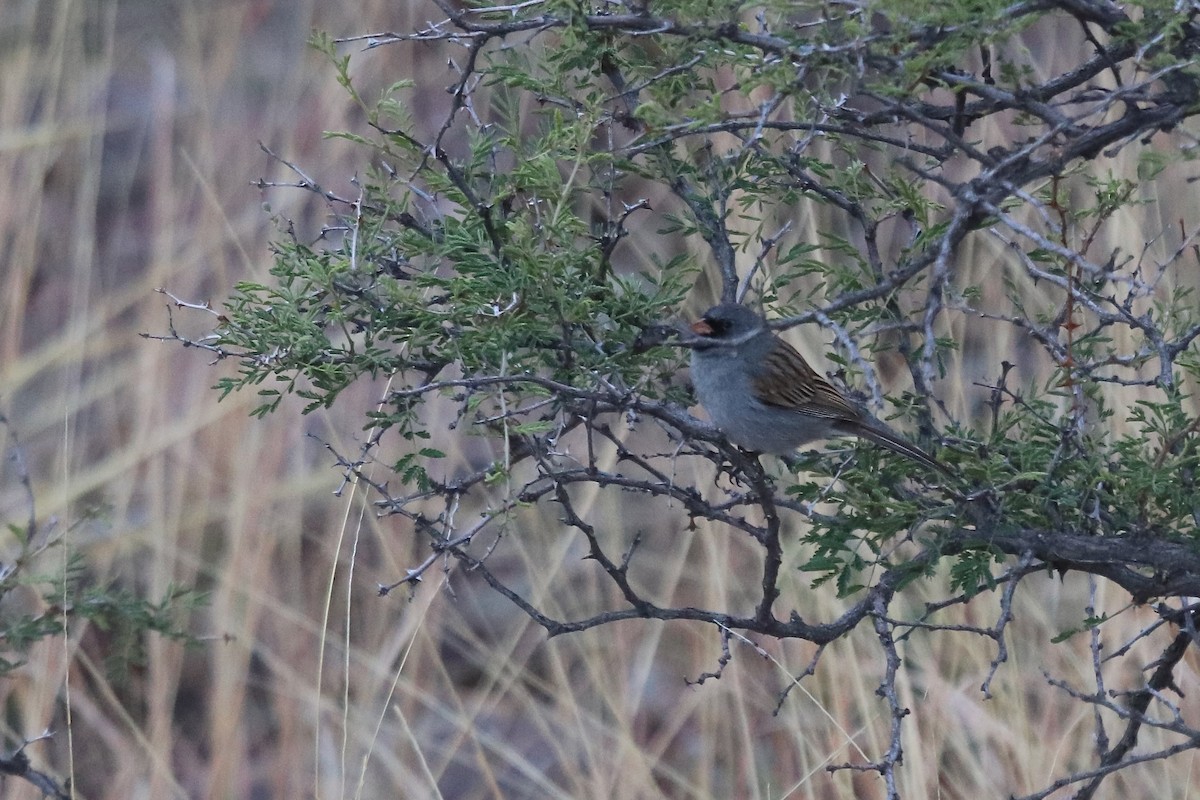 Black-chinned Sparrow - ML642001273