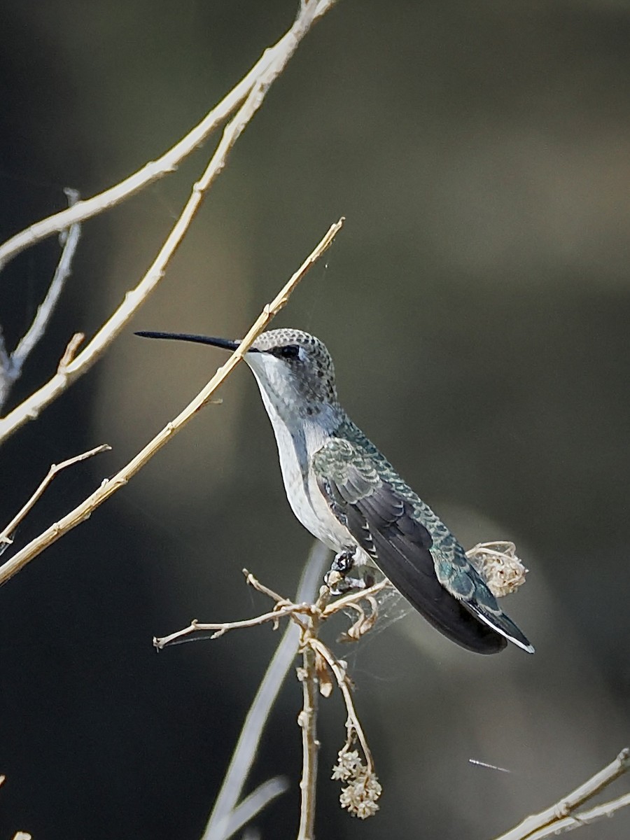Black-chinned Hummingbird - ML642001274