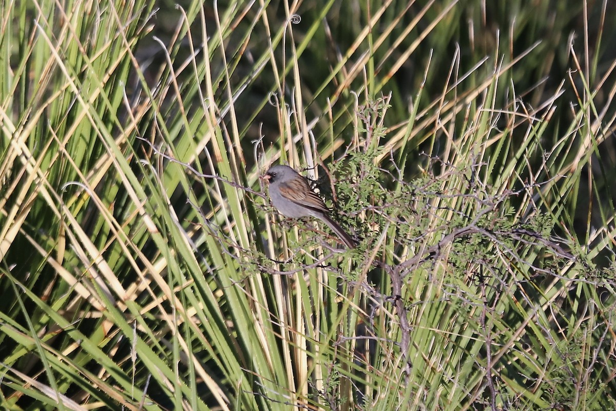 Black-chinned Sparrow - ML642001276