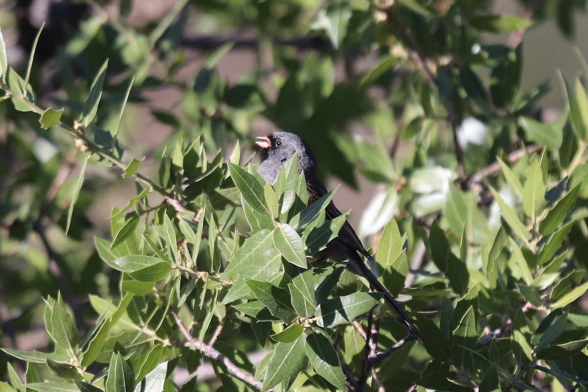 Black-chinned Sparrow - ML642001277