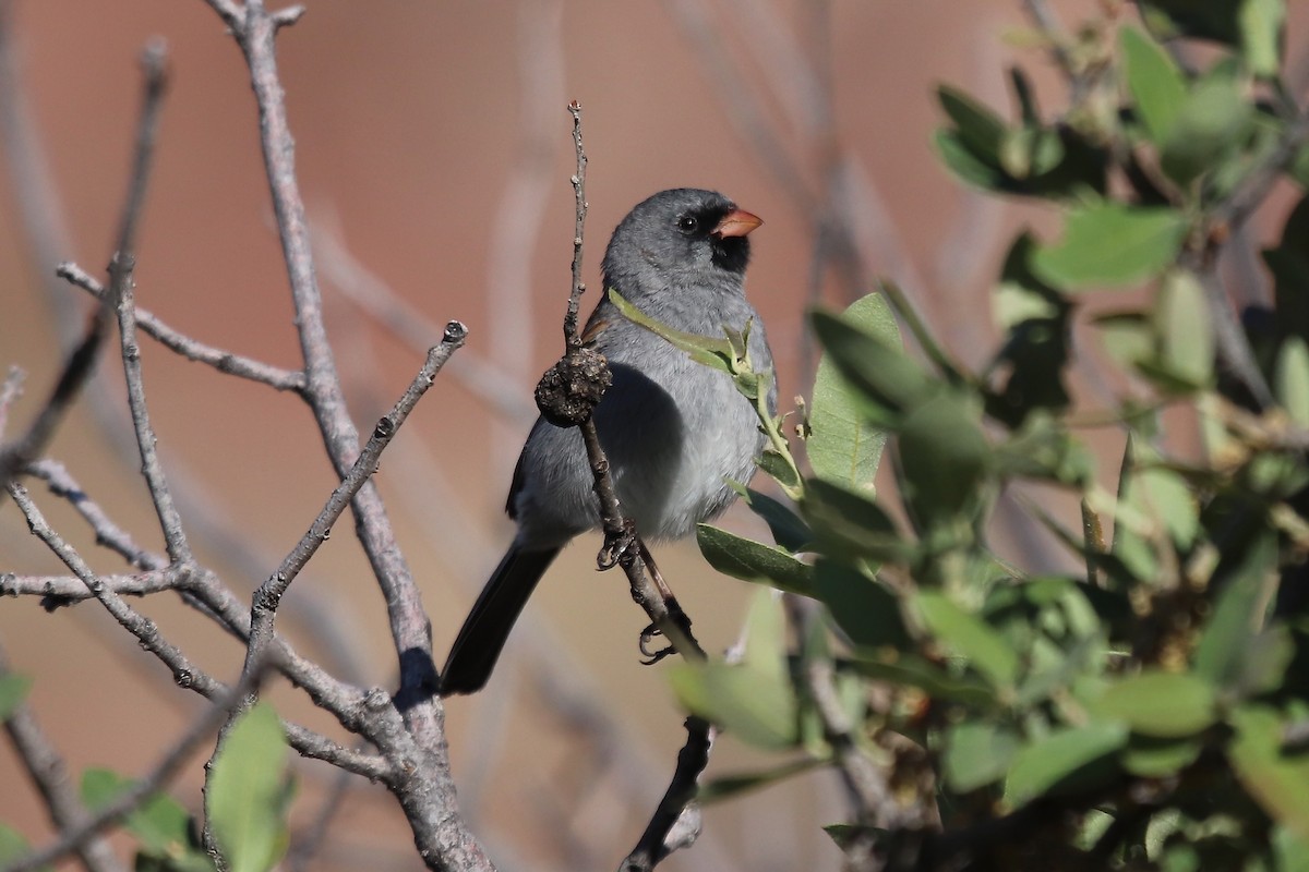 Black-chinned Sparrow - ML642001279
